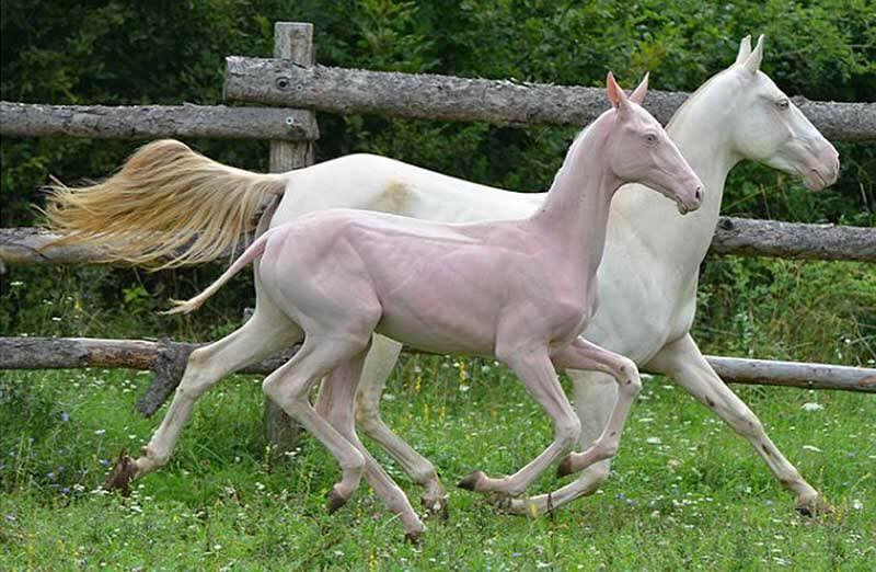 Akhal-Teke Horses